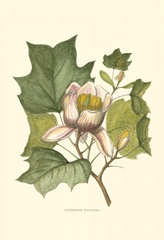 Tulip Tree