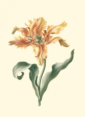 Tulipa I