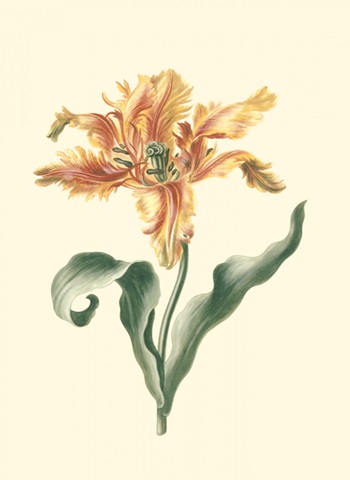 Tulipa I