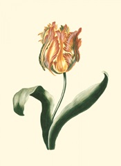 Tulipa II