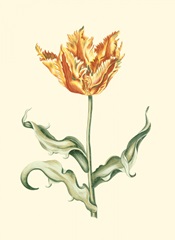 Tulipa III