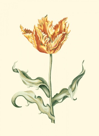 Tulipa III