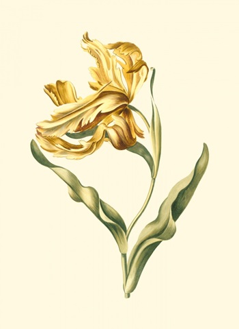Tulipa IV