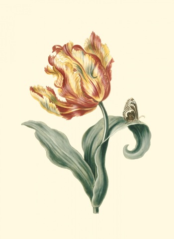 Tulipa V