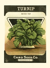 Turnip