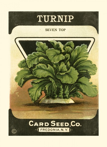 Turnip