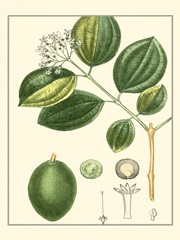 Turpin Tropicals III