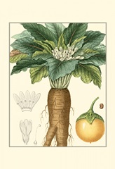 Turpin Tropicals VII