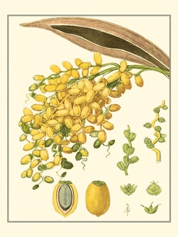 Turpin Tropicals VIII