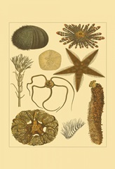 Underwater Oddities I