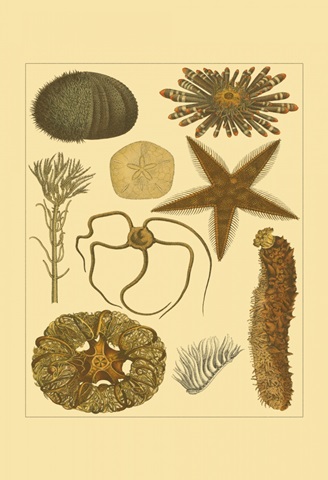 Underwater Oddities I