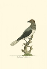 Variegated Chatterer