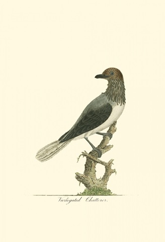 Variegated Chatterer