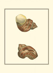 Variegated Turbo Shells