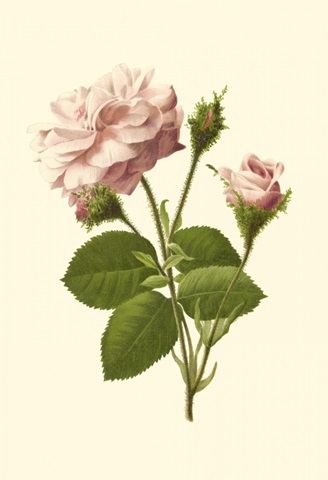 Victorian Rose II