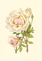 Victorian Rose III