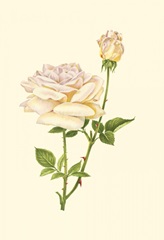 Victorian Rose IV