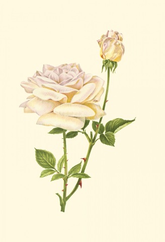 Victorian Rose IV