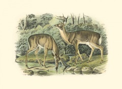 Virginian Deer
