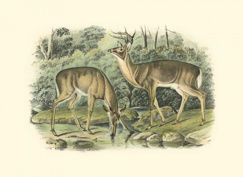 Virginian Deer