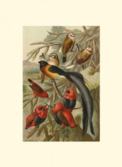 Weaver Birds