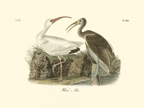 White Ibis