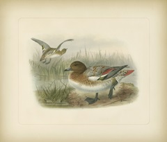 Wigeon