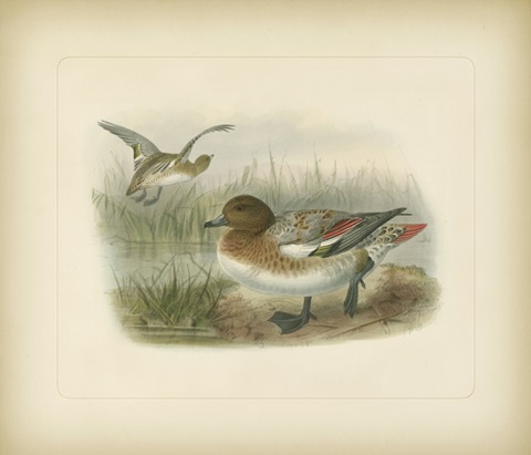 Wigeon