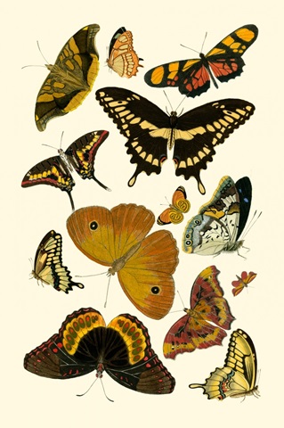 Yellow Butterfly Study