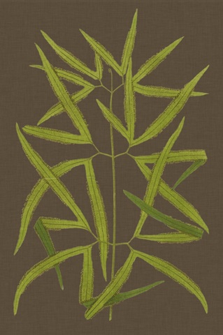 Ferns on Linen I