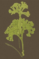 Ferns on Linen II