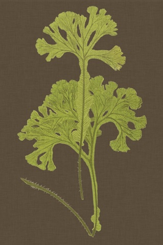 Ferns on Linen II