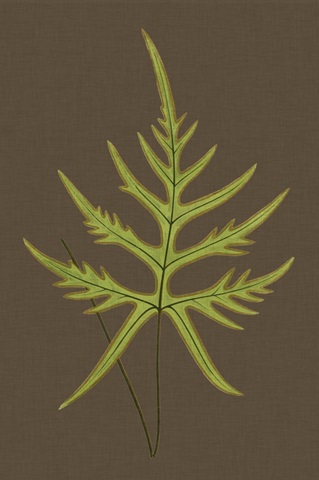 Ferns on Linen IV
