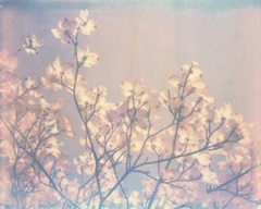 Flowering Dogwood II