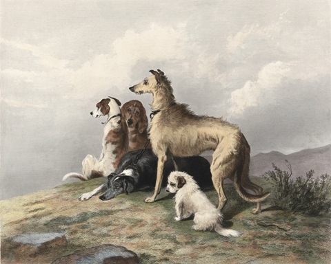 Highland Dogs