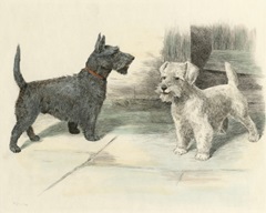 Two Scotties