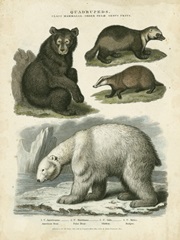 Brown Bear and Polar Bear