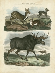 Deer and Moose