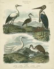 Heron and Crane Species I