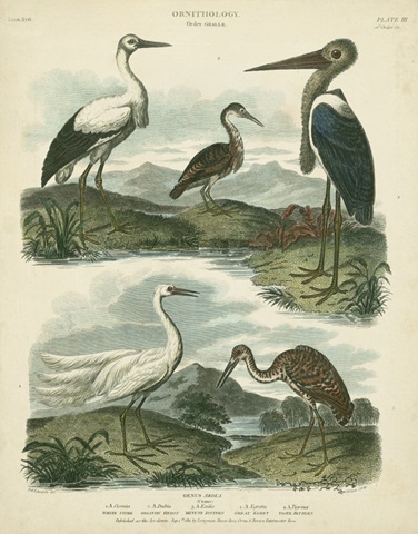 Heron and Crane Species I