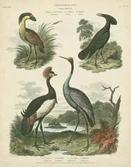 Heron and Crane Species II