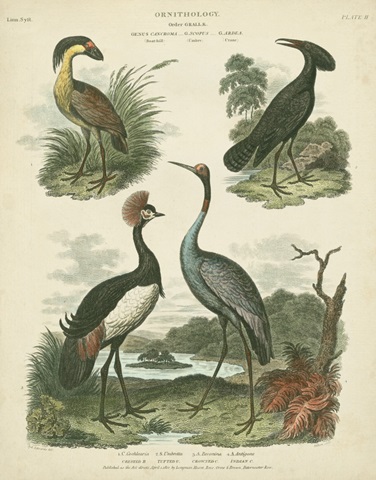 Heron and Crane Species II