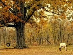 Lone Horse Grazing