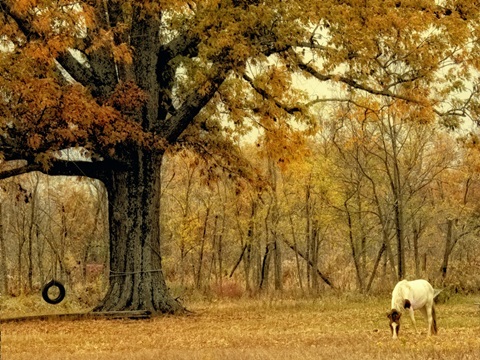 Lone Horse Grazing