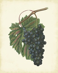 Plantation Grapes I