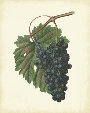 Plantation Grapes I