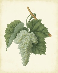 Plantation Grapes II