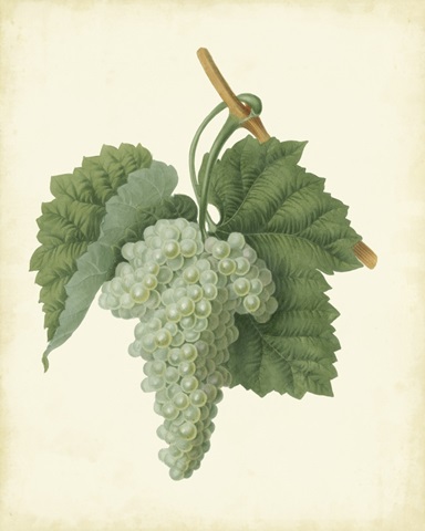 Plantation Grapes II