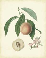 Plantation Peaches I
