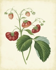 Plantation Strawberries II